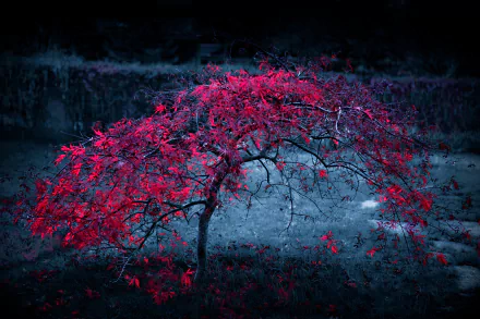 A solitary tree with vibrant red leaves stands against a dark, muted fall landscape, captured in stunning 4K Ultra HD as a nature-themed desktop wallpaper.