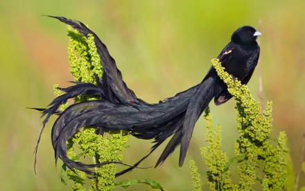 A striking bird of paradise perches elegantly on vibrant green foliage, showcasing its long, flowing tail feathers. This stunning image serves as an HD desktop wallpaper and background.