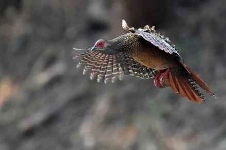 bokeh flight bird pheasant Animal Swinhoe's Pheasant HD Desktop Wallpaper | Background Image