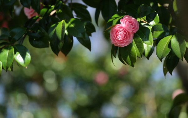 Nature Camellia Flowers Flower Spring Bokeh HD Wallpaper | Background Image