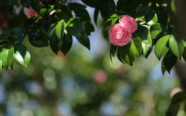 Pink camellia bloom among glossy leaves with soft bokeh, a spring nature scene — 4K Ultra HD PC desktop wallpaper and background.