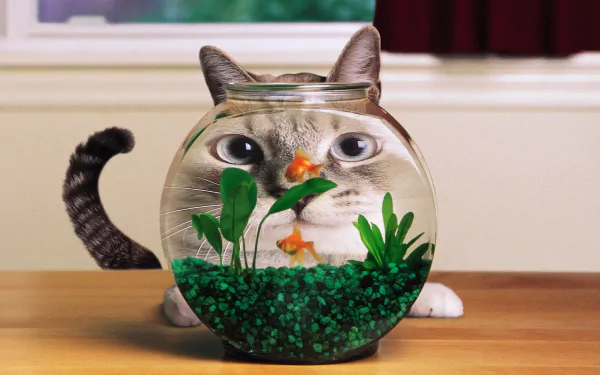 A humorous and distorted image of a cat's head peering into an aquarium filled with fish, set against a bright background, making an entertaining desktop wallpaper.