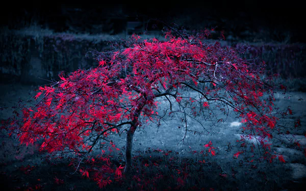 A solitary tree with vibrant red leaves stands against a dark, muted fall landscape, captured in stunning 4K Ultra HD as a nature-themed desktop wallpaper.