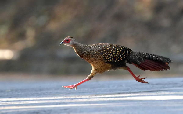 Swinhoe's pheasant (animal) running across a road, detailed bird plumage and outstretched legs against a soft bokeh background — 2K Quad HD PC desktop wallpaper.
