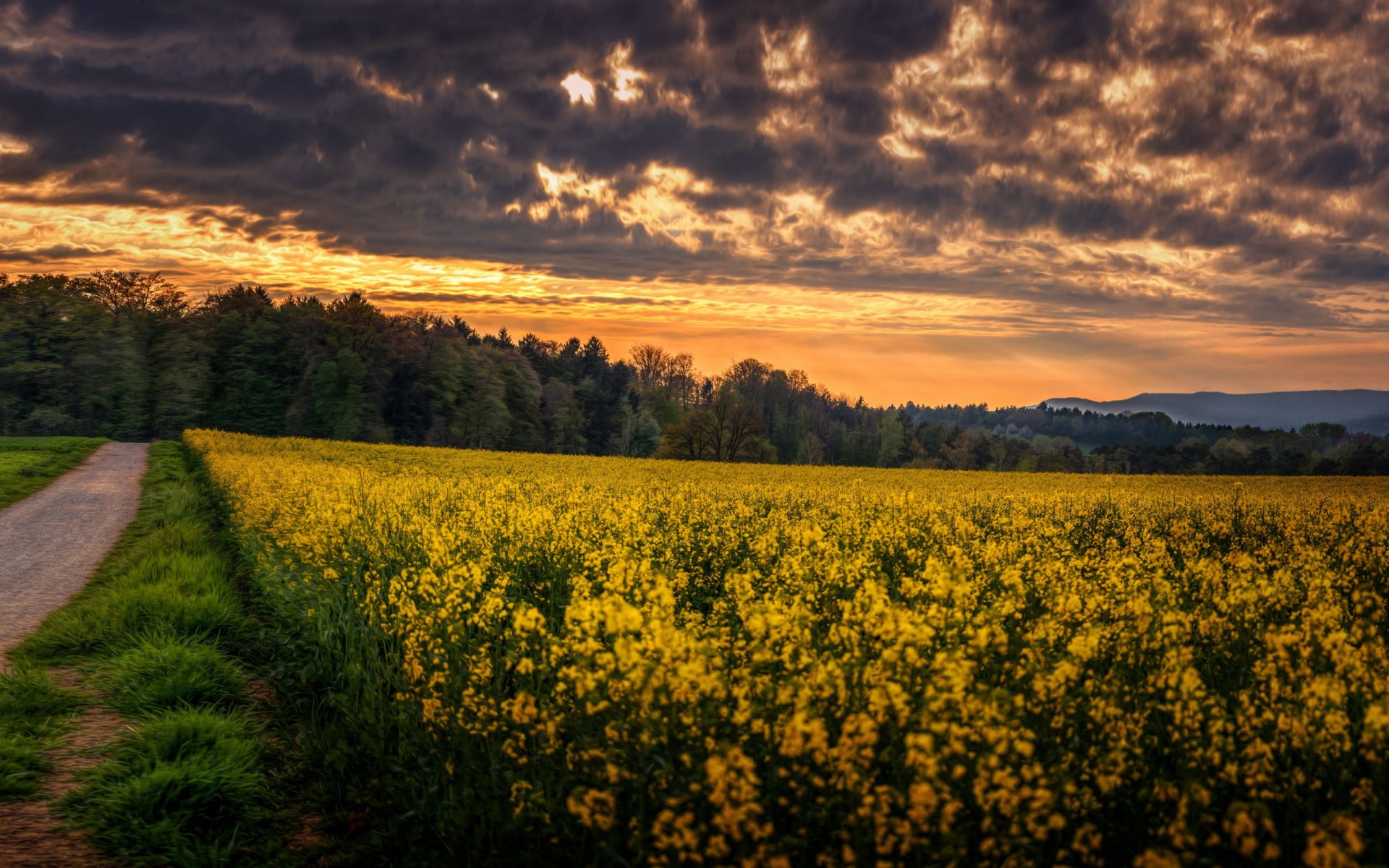 Nature Field HD Wallpaper