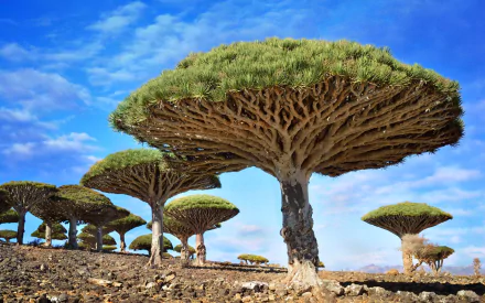 HD desktop wallpaper of unique Dracaena trees with wide, umbrella-shaped canopies under a bright blue sky, showcasing striking natural scenery.