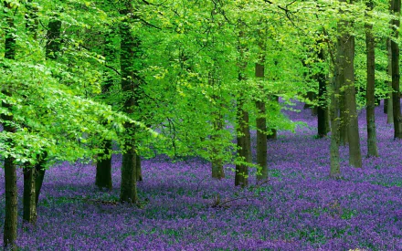 HD desktop wallpaper featuring a vibrant forest with green trees and a purple lavender-covered floor.
