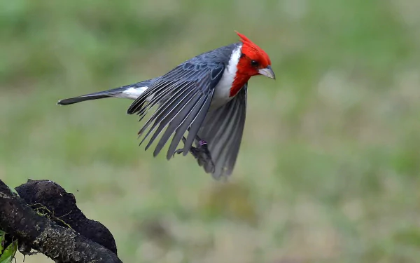 bokeh flight bird cardinal Animal Red-Crested Cardinal HD Desktop Wallpaper | Background Image