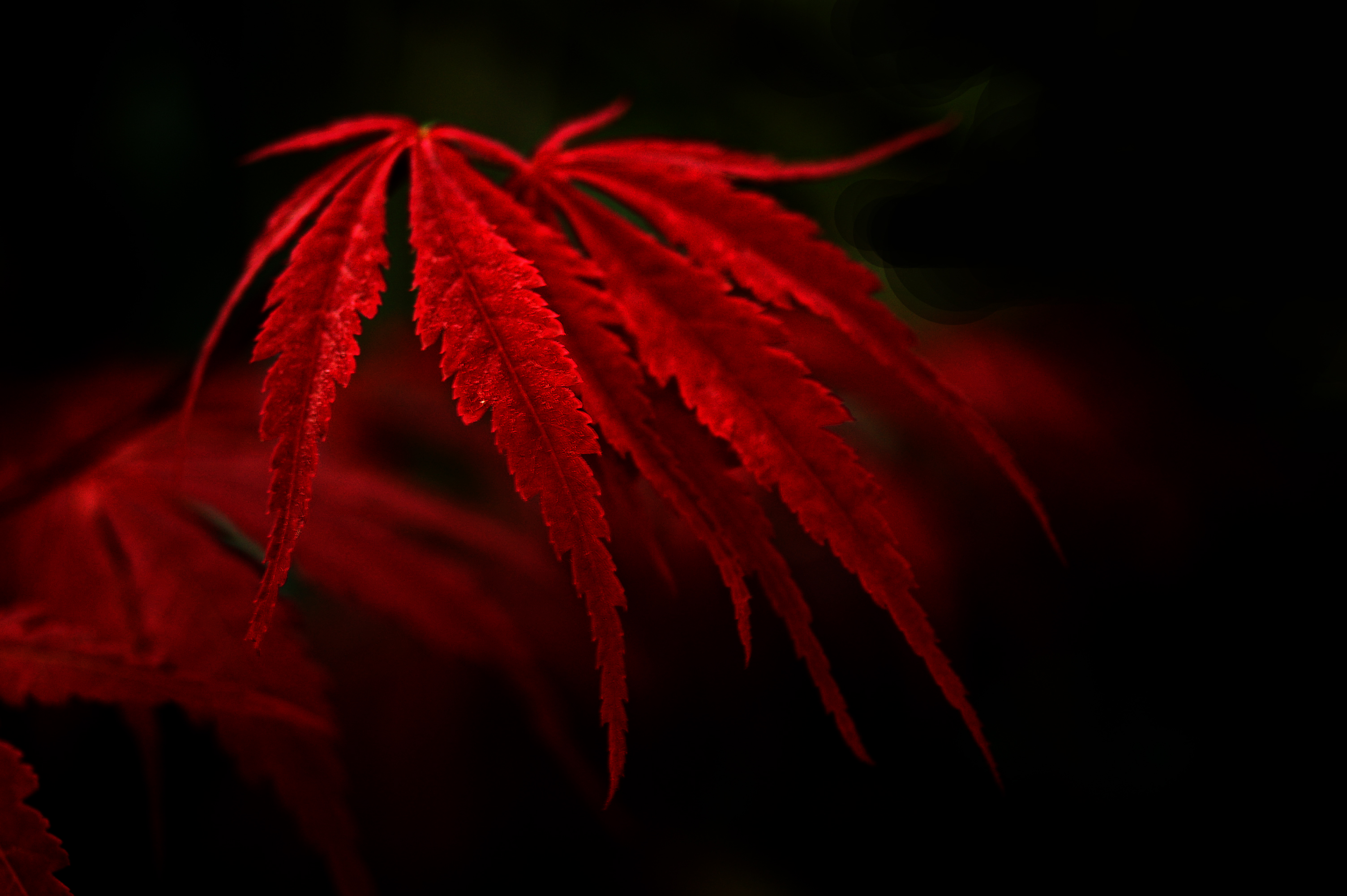 Красные листья на черном фоне
