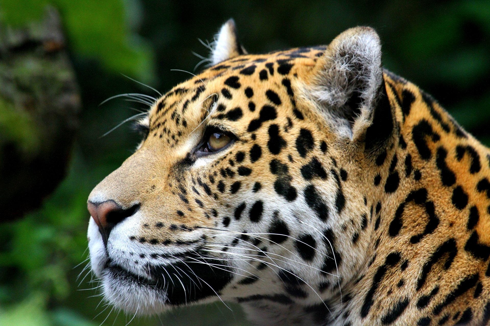 Download Animal Jaguar 4k Ultra HD Wallpaper