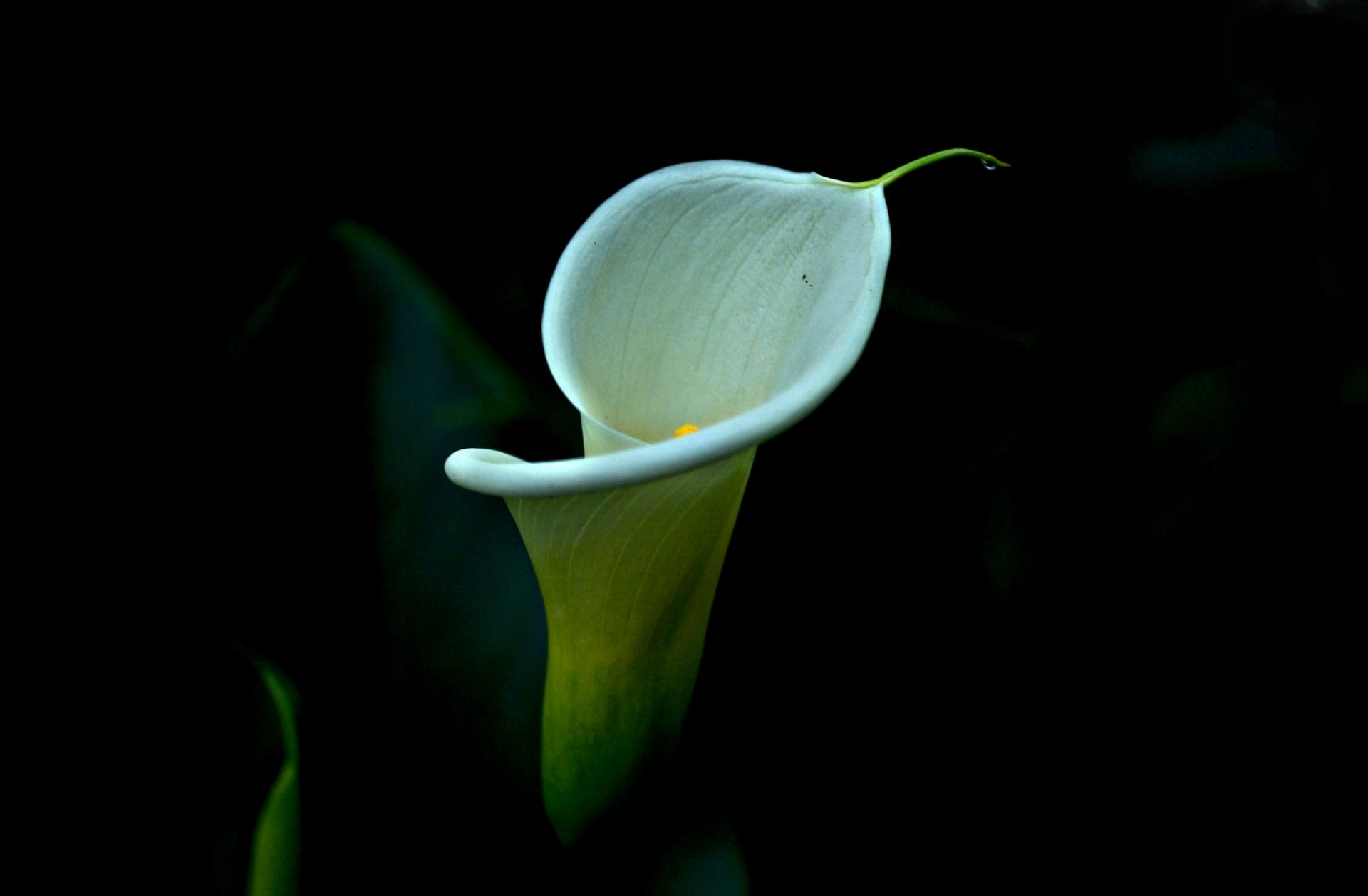 Calla Lily HD Wallpaper | Background Image | 2852x1868