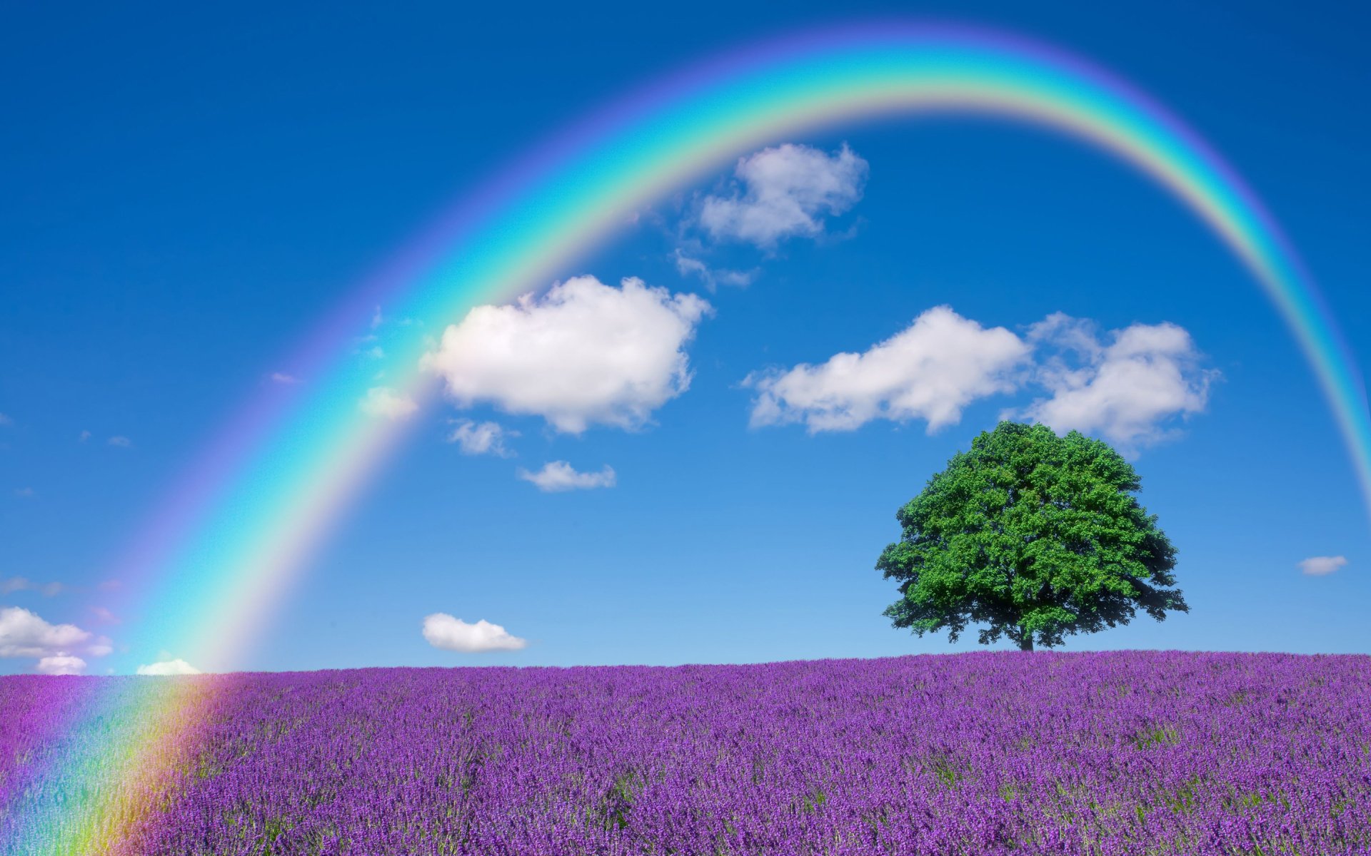 A vibrant rainbow arches over a lush lavender field, featuring a solitary tree beneath a bright blue sky, creating a serene natural landscape.