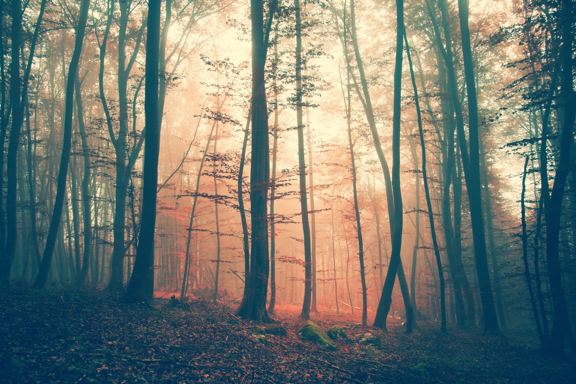 4K Ultra HD PC desktop wallpaper featuring a serene forest scene with tall trees and soft sunlight filtering through the mist in a natural setting.
