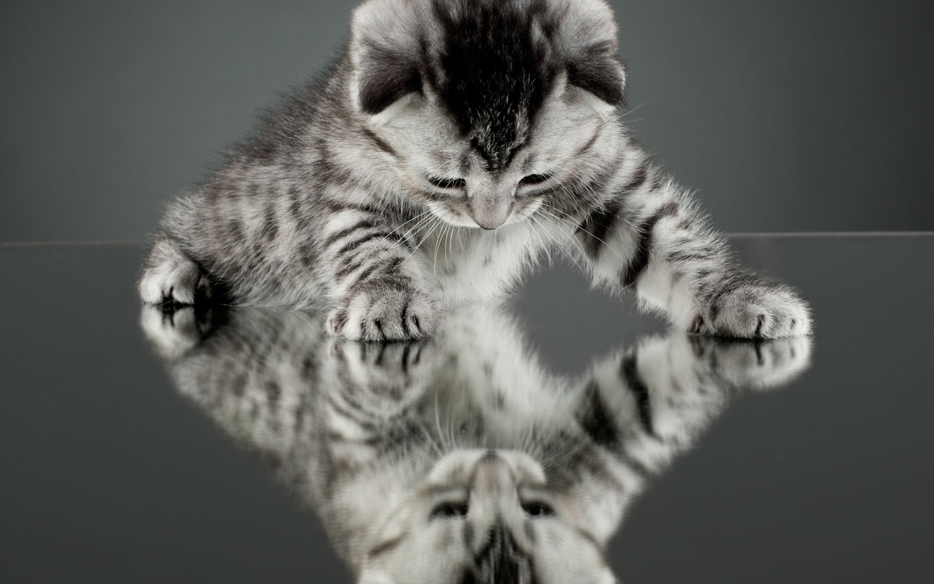 HD wallpaper of a cute kitten looking at its reflection on a glossy surface. The fluffy cat's stripes and curious gaze create an endearing and peaceful background.