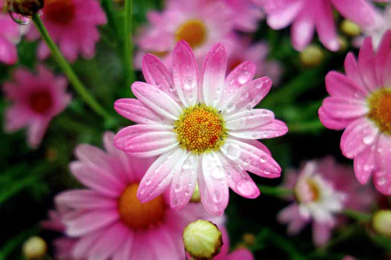 Macro close-up of a pink marguerite daisy flower with raindrops on petals and a yellow center, soft-focus pink blooms behind — 4K Ultra HD PC desktop wallpaper and nature background.