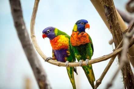 HD desktop wallpaper featuring a vibrant couple of rainbow lorikeets perched on a branch, showcasing their vivid plumage in a natural setting.