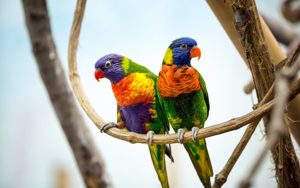 Animal Rainbow Lorikeet Birds Parrots Parrot Couple HD Wallpaper | Background Image