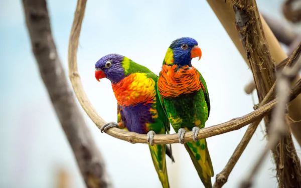 HD desktop wallpaper featuring a vibrant couple of rainbow lorikeets perched on a branch, showcasing their vivid plumage in a natural setting.
