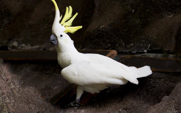 Animal Sulphur-crested cockatoo Birds Cockatoos HD Wallpaper | Background Image