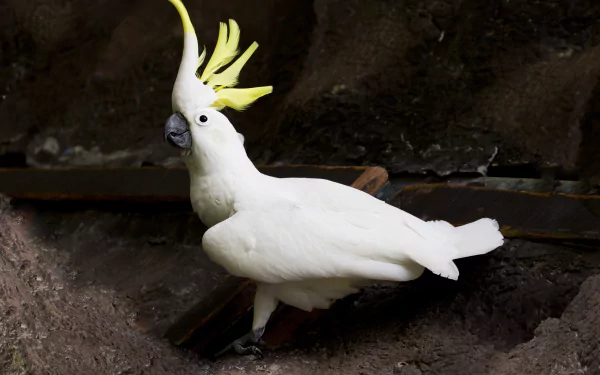 Animal Sulphur-crested cockatoo HD Desktop Wallpaper | Background Image