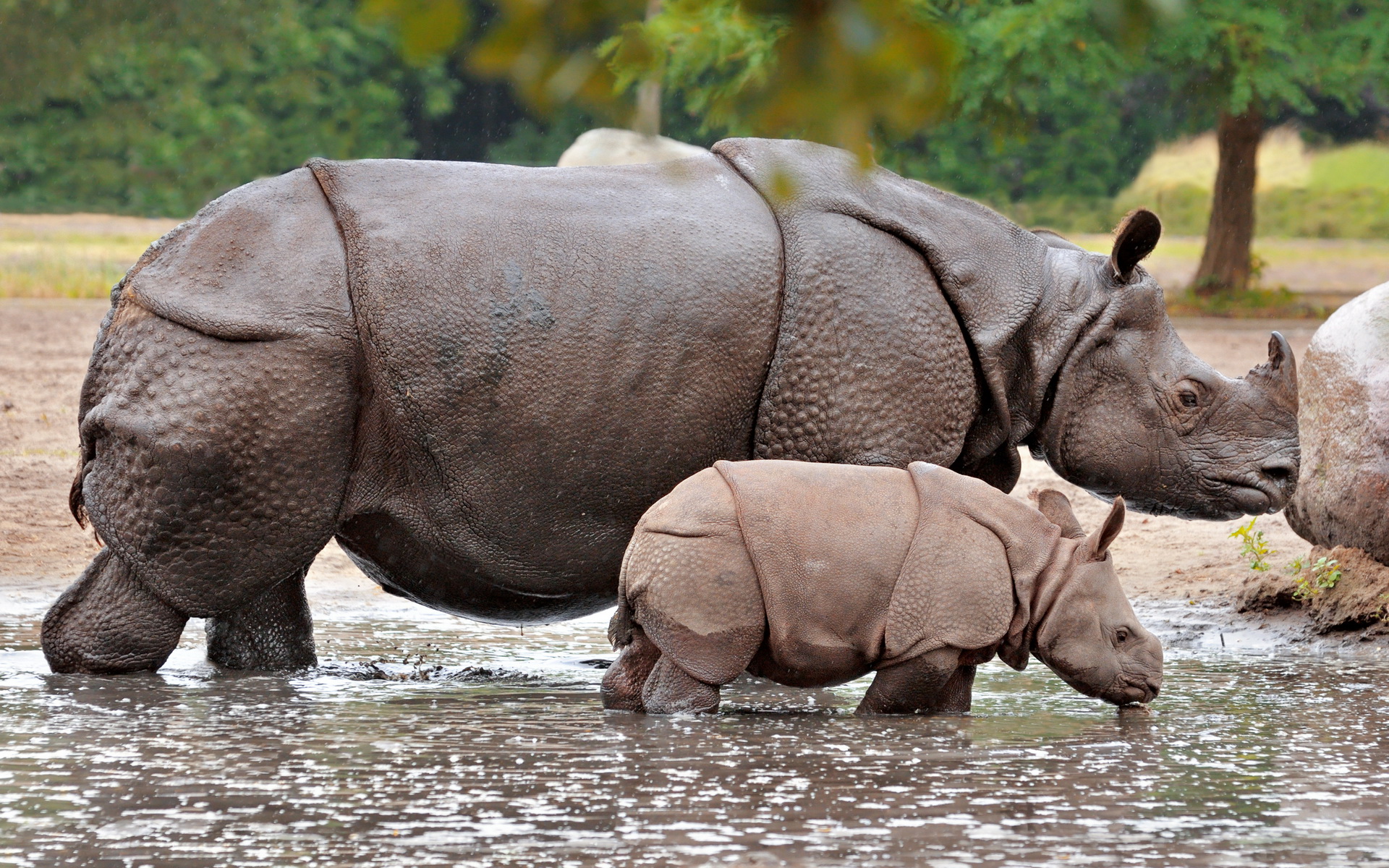 Крупные виды животных. Яванский носорог. Панцирный носорог. Аннамский носорог. Индийский и яванский носорог.