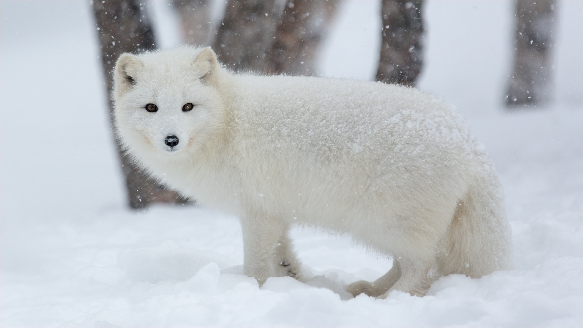 Arctic Fox HD Wallpaper | Background Image | 1920x1080