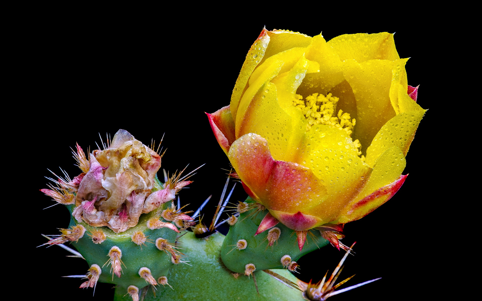 Prickly Pear Cactus Blossom (Opuntia ficus-indica) by Doug Meek