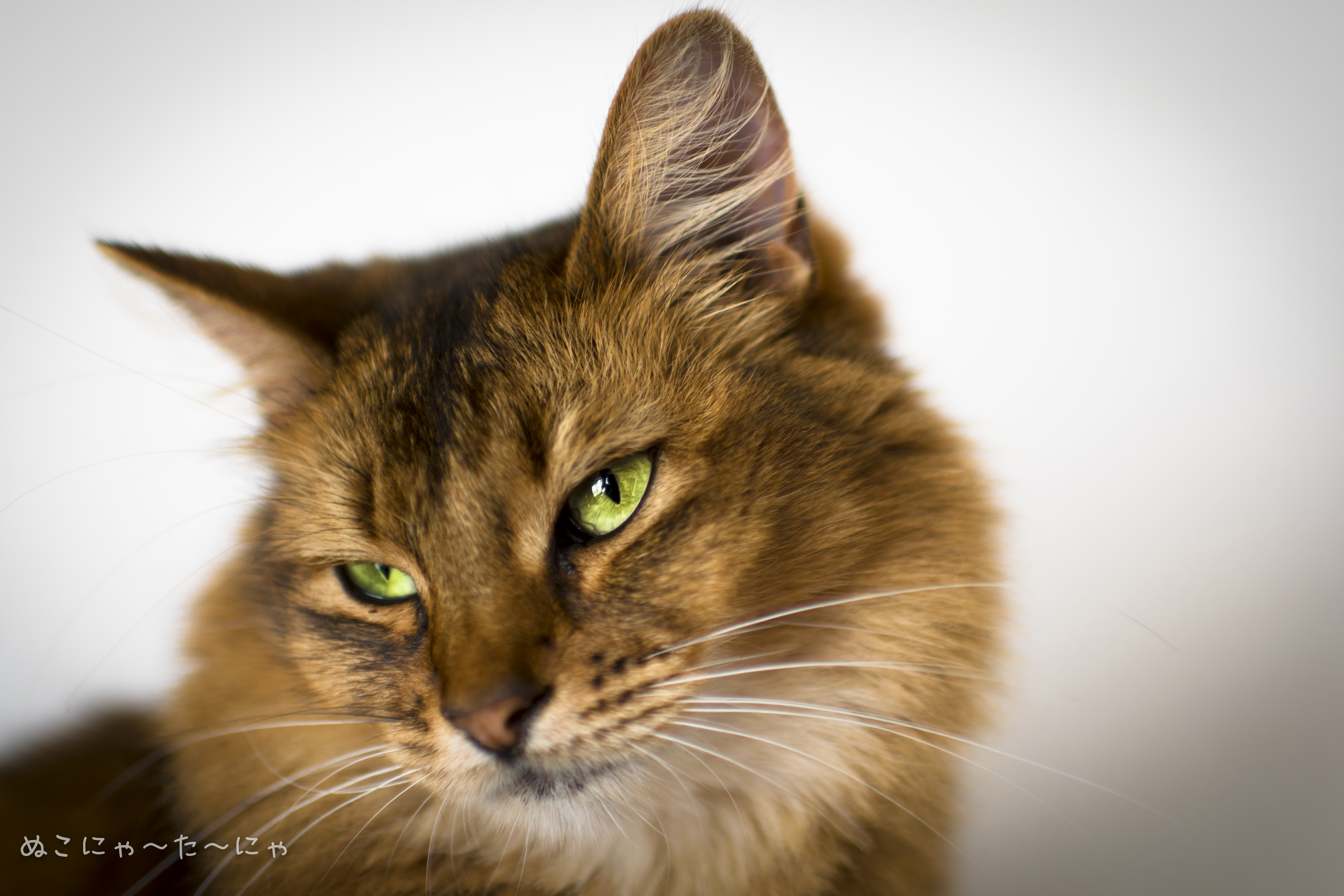 Animal Cat HD Wallpaper | Background Image