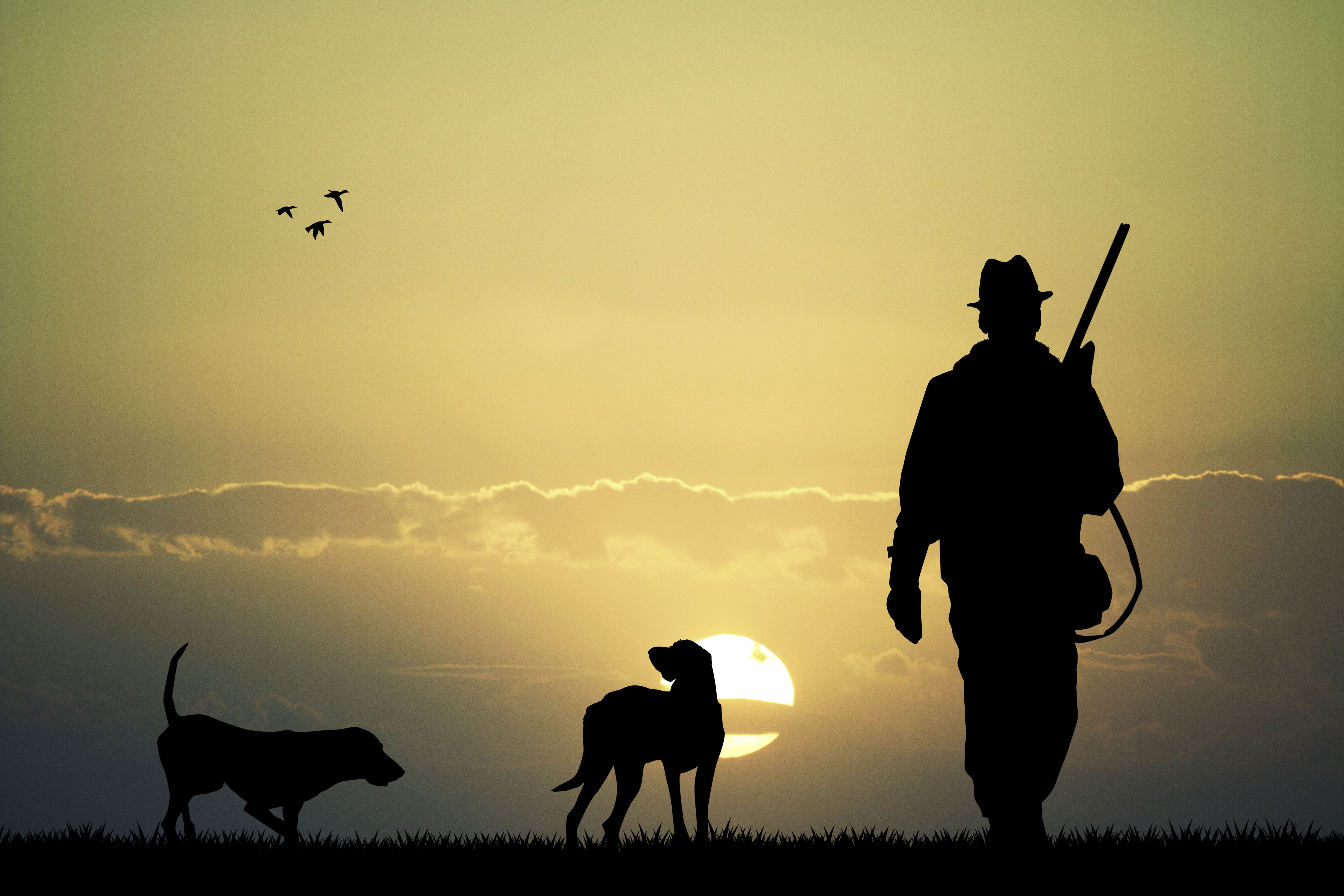 Download Landscape Gun Dog Photography 4k Ultra HD Wallpaper