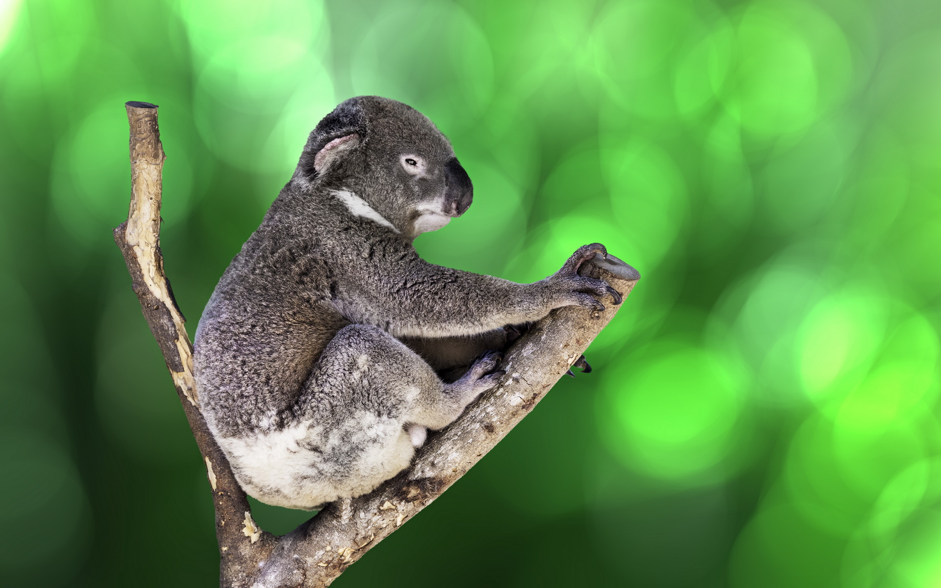 Download Animal Koala HD Wallpaper