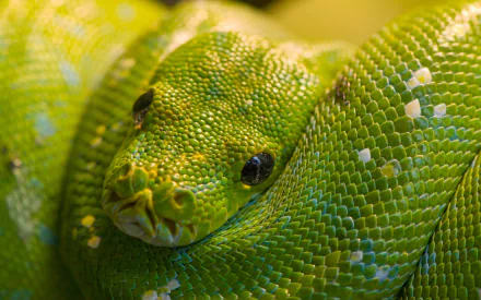 Animal python HD Desktop Wallpaper | Background Image