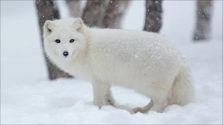 Animal arctic fox HD Desktop Wallpaper | Background Image