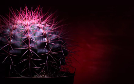 nature cactus HD Desktop Wallpaper | Background Image