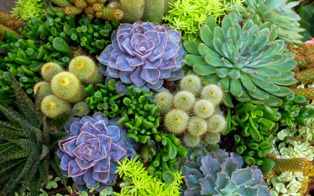 nature cactus HD Desktop Wallpaper | Background Image