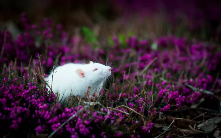 Animal mouse HD Desktop Wallpaper | Background Image