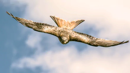flight red kite Animal kite HD Desktop Wallpaper | Background Image