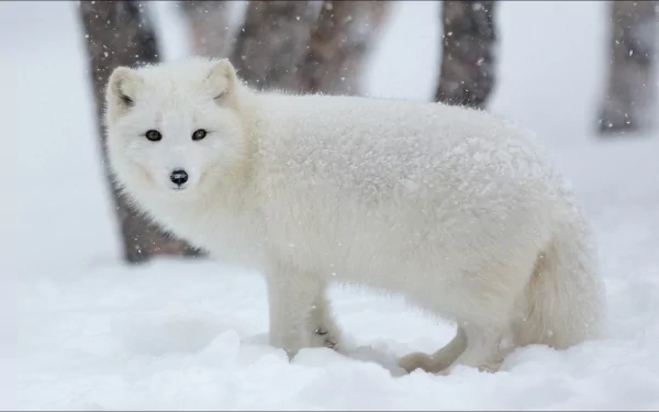 Animal arctic fox HD Desktop Wallpaper | Background Image