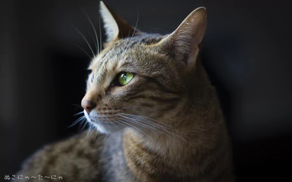 Close-up of a tabby cat with striking green eyes and prominent whiskers, sitting inside a car, captured in HD for a desktop wallpaper.