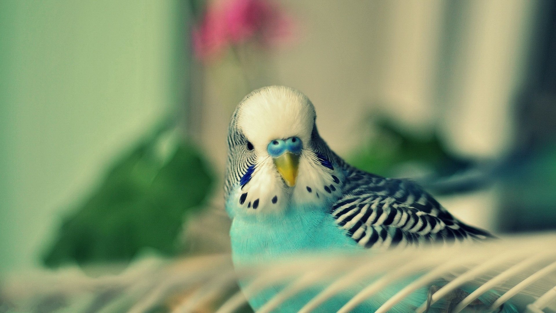 HD desktop wallpaper featuring a close-up of a blue and white budgerigar with intricate feather patterns against a softly blurred background.
