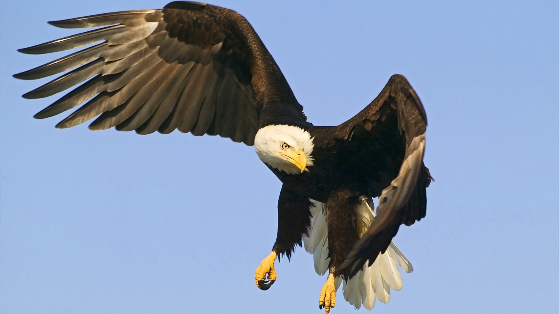 Download Eagle Bird Animal Bald Eagle HD Wallpaper