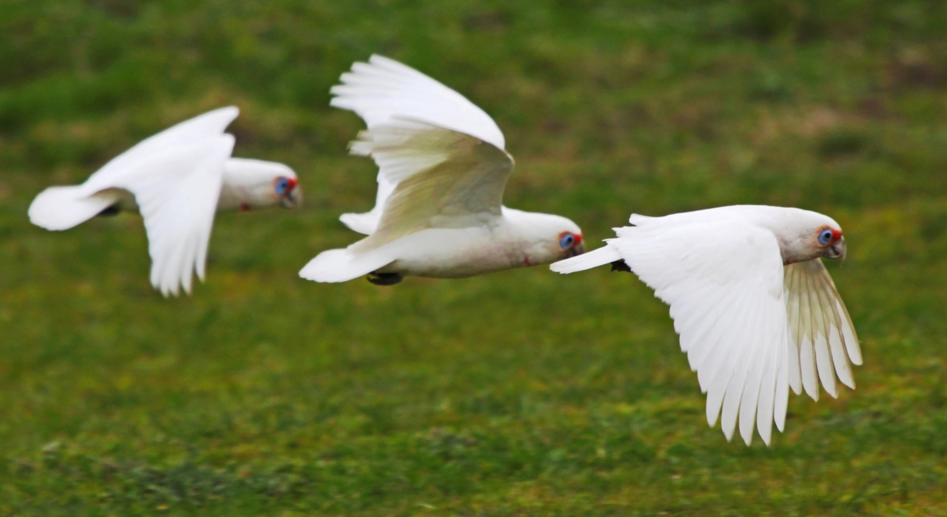 Download Flight Parrot Bird Animal Long-billed Corella 4k Ultra HD Wallpaper