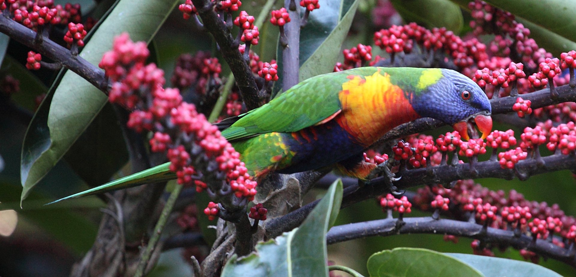 Colorful rainbow lorikeet parrot perched on a berry-laden branch among leaves — vibrant bird/animal 2K Quad HD PC desktop wallpaper/background.