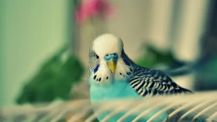 HD desktop wallpaper featuring a close-up of a blue and white budgerigar with intricate feather patterns against a softly blurred background.