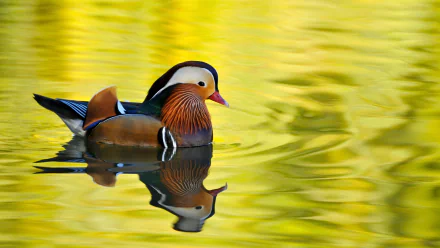 duck Animal mandarin duck HD Desktop Wallpaper | Background Image