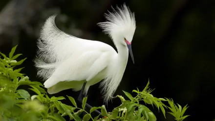 HD desktop wallpaper featuring a white egret with elegant feathers standing among green foliage against a dark background.