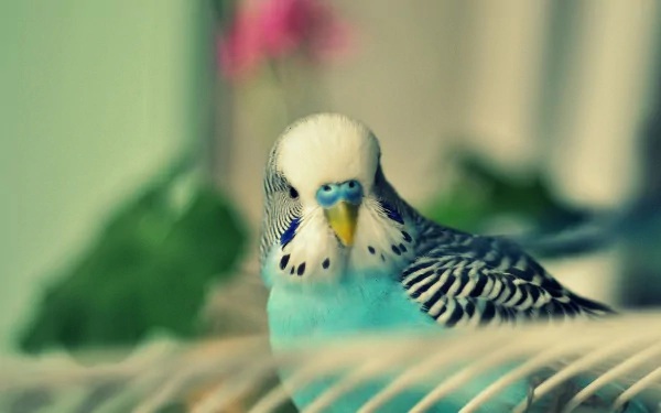 Animal budgerigar HD Desktop Wallpaper | Background Image