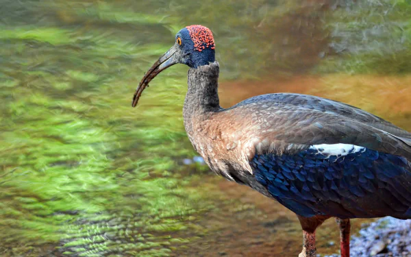  Red-naped Ibis or Indian Black Ibis (pseudibis papillosa)