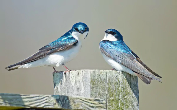 HD desktop wallpaper featuring two vibrant blue and white swallows perched on a weathered wooden post against a soft, neutral background.