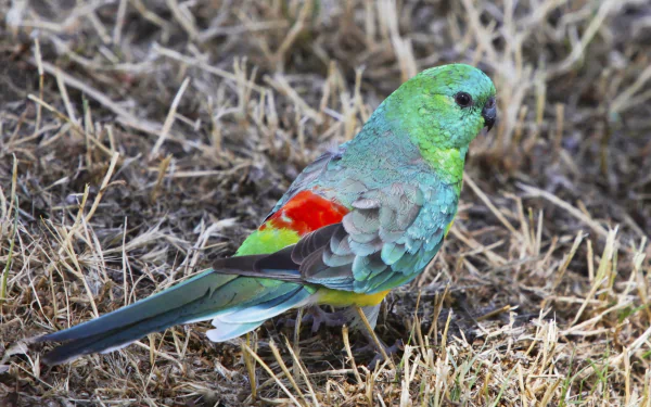 Emerald in dry grass