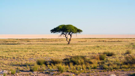 A solitary tree stands in the vast savannah landscape, showcasing the beauty of nature. This tranquil scene serves as a stunning 4K Ultra HD desktop wallpaper.
